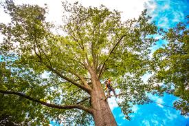Best Lot and Land Clearing  in Jasonville, IN